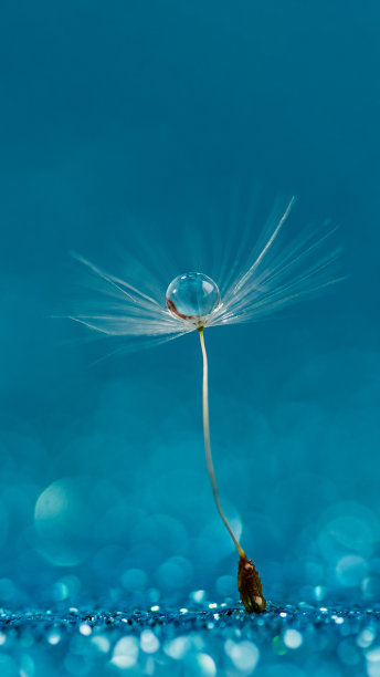 美丽的露珠落在蒲公英种子上。美丽柔和的背景。水滴在降落伞上，蒲公英。副本的空间。软焦点在水滴上。圆形，抽象背景图片下载