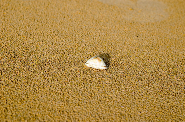 在夏季海滩上黄色潮湿的沙子上的海贝俯视图。海贝壳位于图片的中心，用于复制空间。图片下载