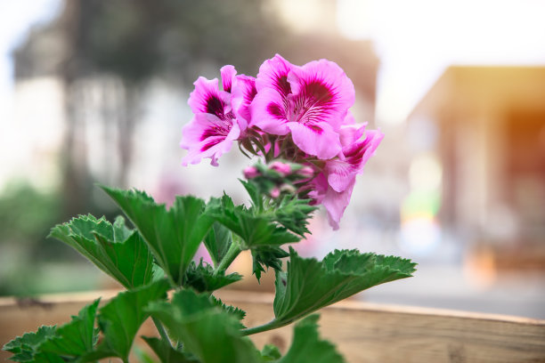 街上的紫花图片下载