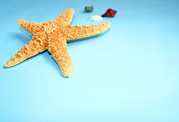 蓝色背景上的海星和贝壳图片下载