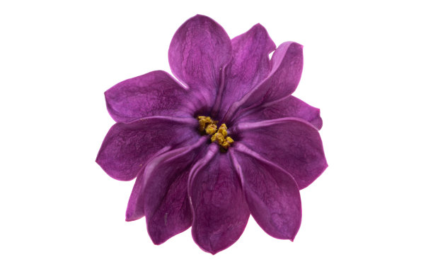 淡紫色的花朵孤立图片下载