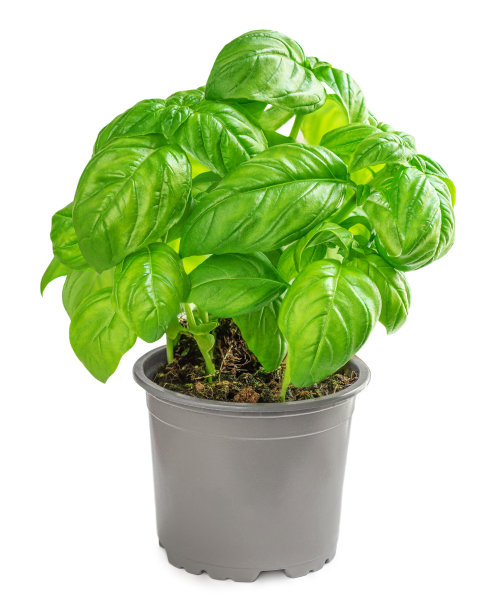 新鲜的罗勒叶植物在盆中孤立的白色背景，近距离。罗勒草幼苗生长，播种"n图片下载
