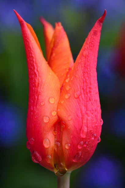 一个彩色郁金香花与水滴的特写，在一个彩色的背景前，在垂直格式图片下载