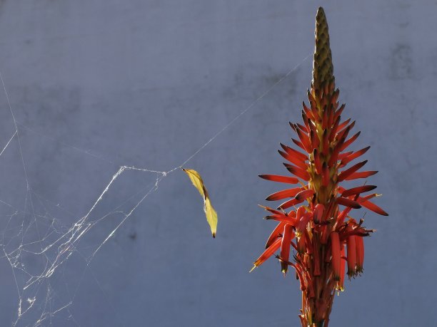 芦荟植物和花卉图片下载