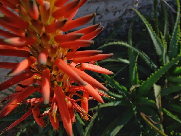 芦荟植物和花卉图片下载