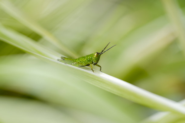蚱蜢生命周期图片下载