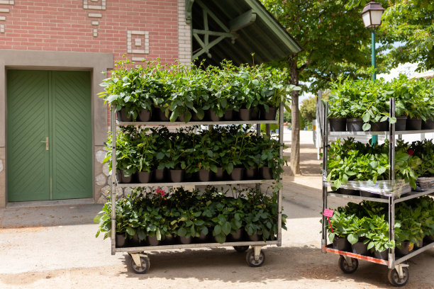 花，容器植物，园艺图片下载