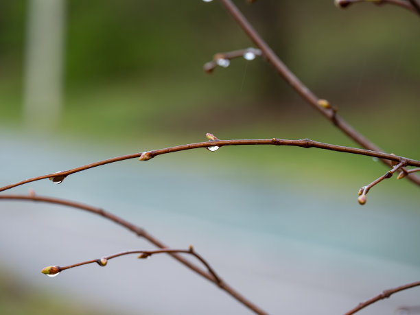 有雨滴的树的无叶细枝图片下载