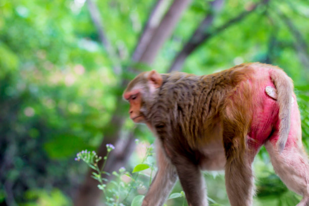 恒河猕猴猴图片下载