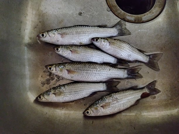 鲻鱼鱼图片下载