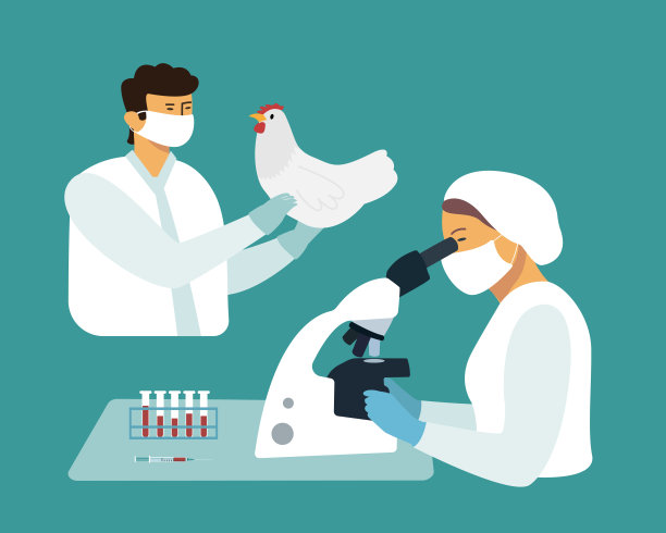 兽医们检查一只鸡图片下载