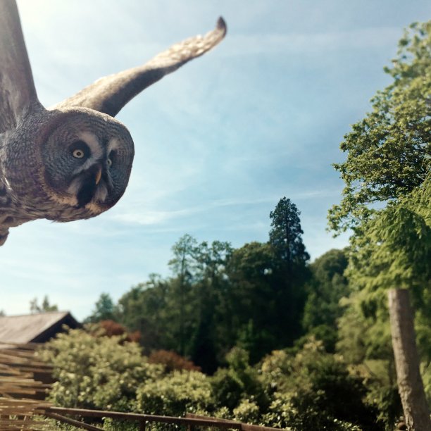 猫头鹰在飞行中图片下载
