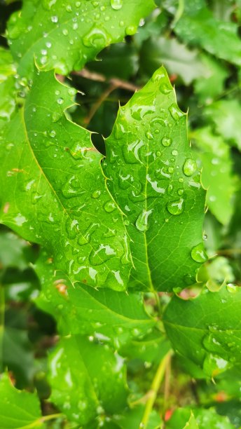 叶子雨滴图片下载