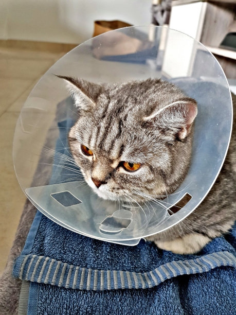 带保护项圈的猫图片下载