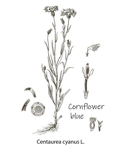 手绘的野花。浅花。医学草药。古典雕刻艺术。植物插图。适用于化妆品、医药、治疗、香薰、护理、包装设计等领域图片下载