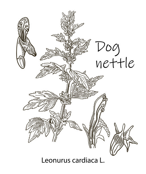 狗荨麻，古刻插图。更现实的植物插图。图片为您的设计。图片下载