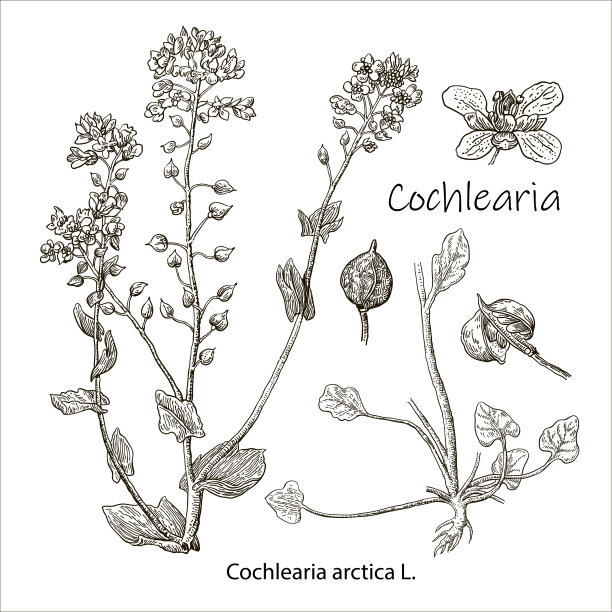 Cochlearia北极蛤属。矢量手绘草药。植物植物插图。陈年药草素描。图片下载
