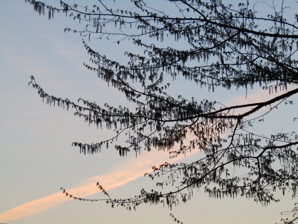 日本。3月底。日出。图片下载