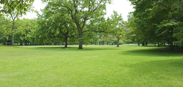 绿色的花园图片下载