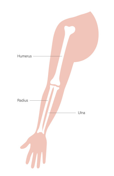 手臂的骨头的海报图片下载