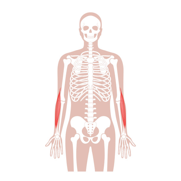 肌肉系统武器图片下载