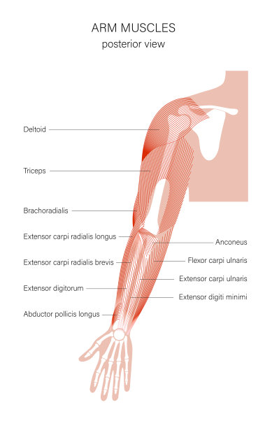 肌肉系统武器图片下载