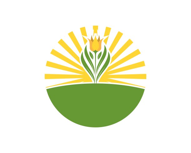 百合在绿色的田野和阳光背后图片下载