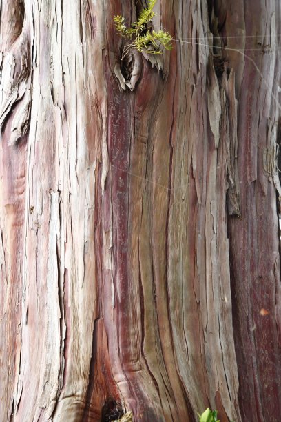 树的皮图片下载