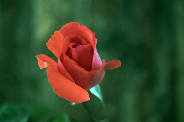 摘,特写。单一的玫瑰。最小的彩色照片。图片下载