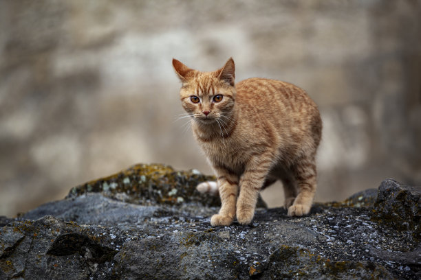 猫捕食图片下载