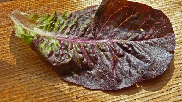 莴苣叶图片下载