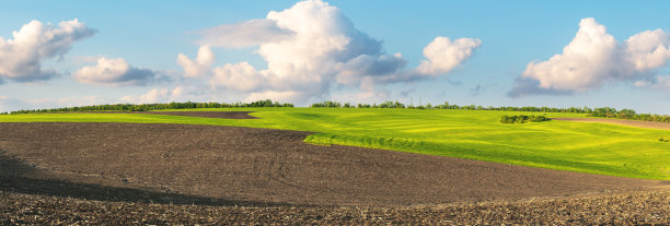 绿色的农田发芽的年轻小麦。在肥沃的土地上收获图片下载