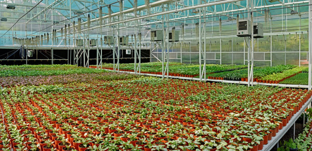 温室里的幼苗图片下载