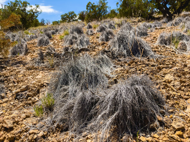 干旱和疲倦的沙漠干草丛集照片图片下载