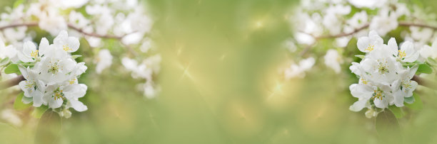 一朵盛开的苹果树的树枝在一个离焦的宽屏背景与分形覆盖。选择性聚焦，艺术设计图片下载