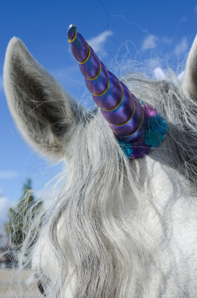 真正的独角兽马图片下载