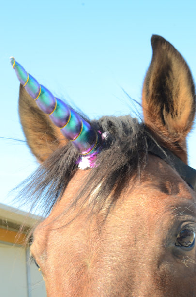 真正的独角兽马图片下载