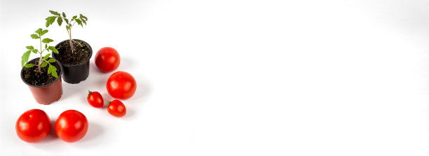 番茄苗在花盆和番茄水果在白色的背景。横幅。副本的空间。图片下载