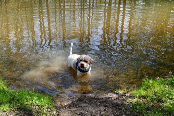 一只狗在水里玩图片下载