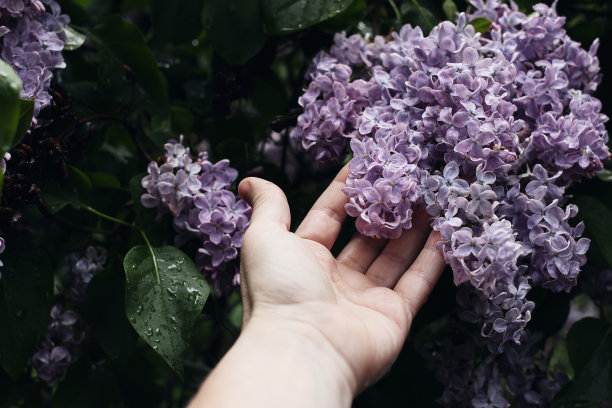 女人的手捧着丁香花。穆迪春天的生活方式照片紫色的花与绿色的叶子和雨滴。紫丁香花丛在花园里开花。选择性聚焦，模糊背景。图片下载