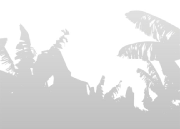 模糊的香蕉棕榈林的影子。自然灰色轮廓。奇异的热带景观。图片下载