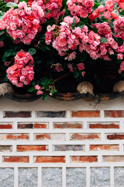 韩国首尔的北川韩屋村，粉红色的玫瑰花和砖墙图片下载