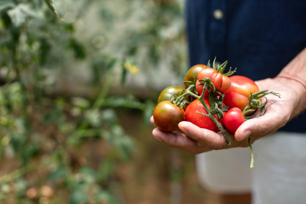 拿着新鲜番茄的农民图片下载