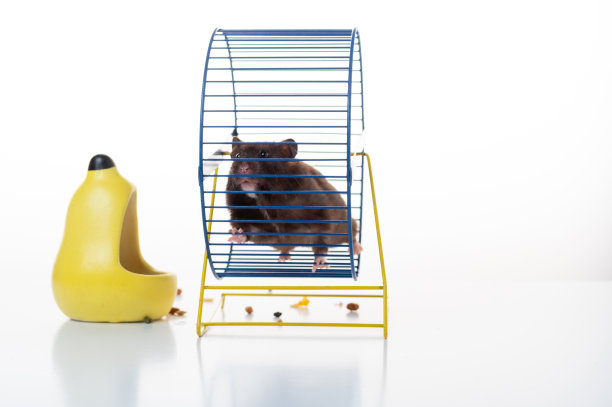 家用鼠标在轮子上运行。毛茸茸的动物在轮子上跑。蓬松的仓鼠。仓鼠。图片下载