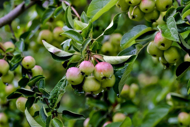 德国巴伐利亚，夏天的一场雨过后，一种叫“黄油球”(Malus x zumi)的抓斗苹果的许多红色果实在树枝上成熟图片下载