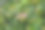 德国巴伐利亚，夏天的一场雨过后，一种叫“黄油球”(Malus x zumi)的抓斗苹果的许多红色果实在树枝上成熟图片下载