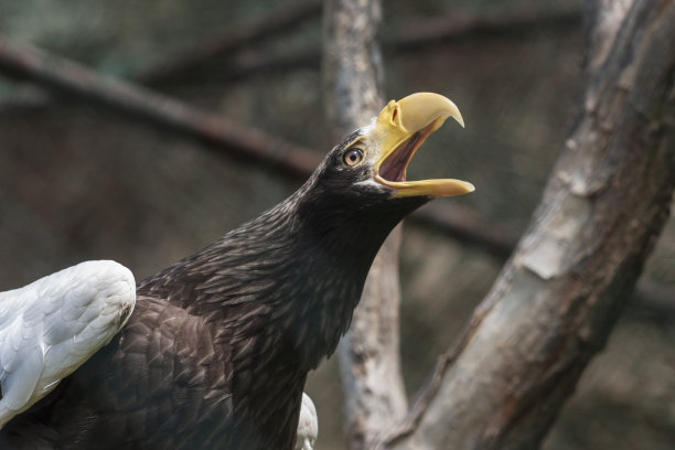 笼子里的鹰张开嘴，伸直脖子图片下载