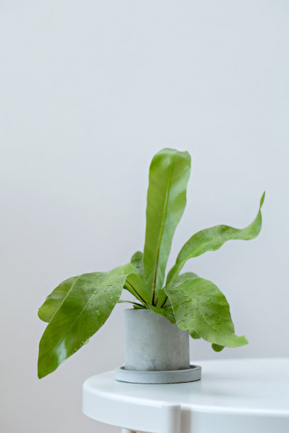 白色墙边的绿色蕨类盆栽植物图片下载