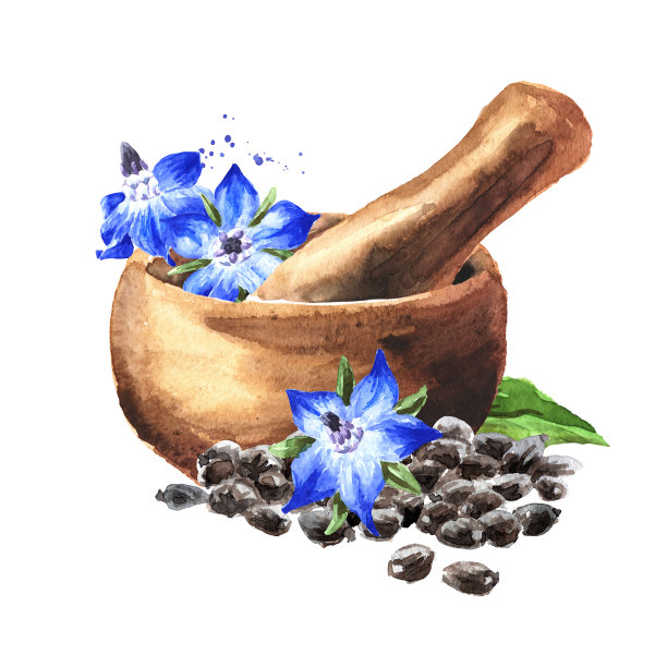 灰浆和琉璃苣或Borago种子和花。手绘水彩插图孤立的白色背景图片下载