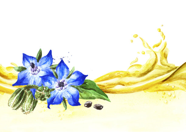 琉璃苣(Borago officinalis)油波。水彩手绘插图，孤立的白色背景图片下载